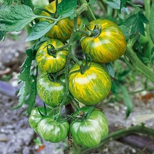 Tomato Green Zebra Plug Plant