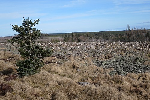 Photo 6x4 felled forest - felled, cardhu