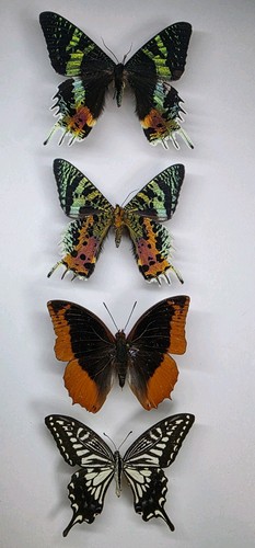 Real butterfly collection - butterfly,