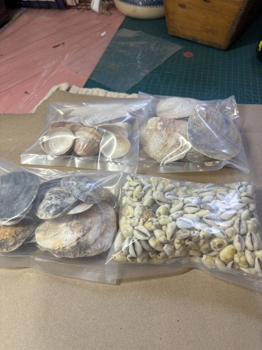 Job lot sea shells - of,