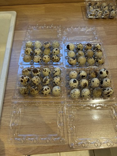 Quail fresh eating eggs - 48,