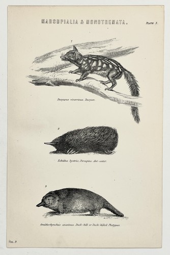 Dasyure echidna duck billed - dasyure-echidna-duck,