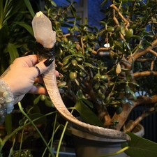 Large Real Goat Horn And