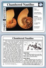 Chambered Nautilus #4.8 -