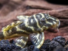 1 L129 Colombian Zebra Pleco -