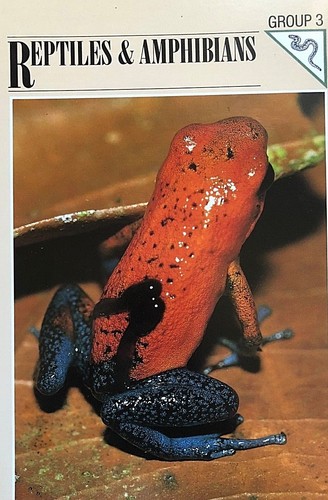 Wildlife fact file reptiles - wildlife-fact-file-reptiles, &