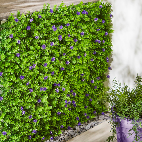 Garden trellis violet - trellis, bloom