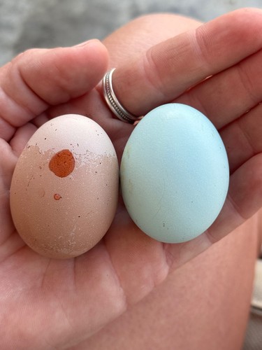 Fertile hatching eggs - 12+,