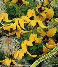 CLEMATIS TANGUTICA SEED OUTDOOR PERENNIAL CLIMBER CREEPER UPTO 200 YELLOW FLOWER
