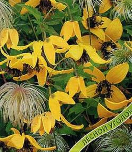 Clematis tangutica seed - clematis,