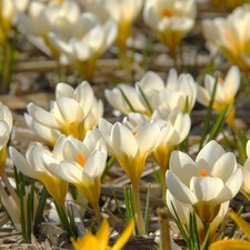 Crocus chrysanthus Cream