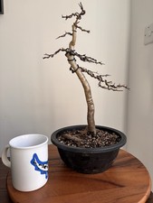 Hawthorn Bonsai