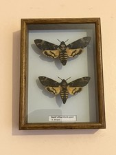 Stunning Pair of Death's Head