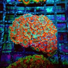 Wysiwyg acan lord coral - wysiwyg,