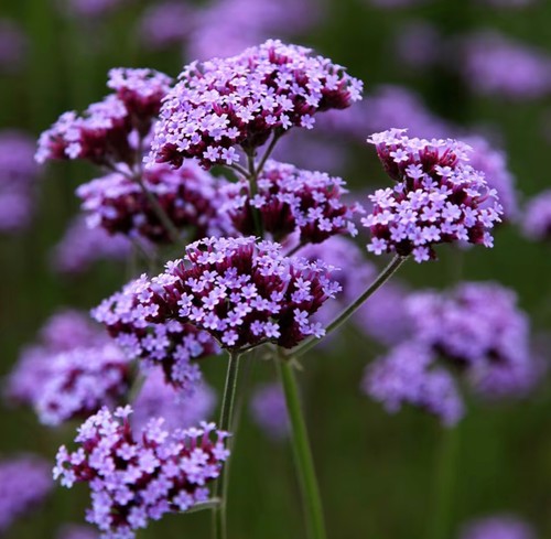 Verbena bonariensis large - 6,