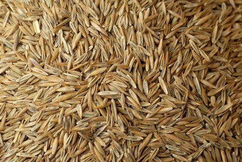Grass lawn seed johnsons - seed,