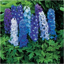 Delphinium x cultorum Magic Fountain Mixed x 6 Plug Plants