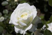 White Rose Seeds - Garden