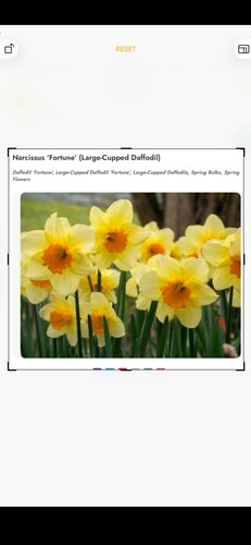 Daffodil bulbs narcissus - daffodil,