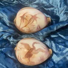 Carved Cowrie Shell Etched