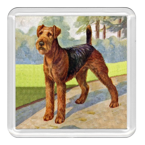 Airedale terrier dog acrylic - airedale,