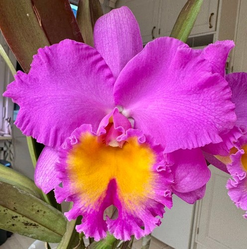 Blc triumphal coronation - triumphal,