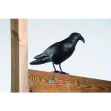 Garden Black Crow Pigeon