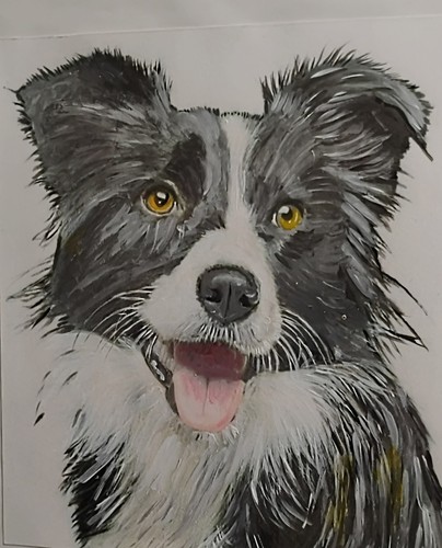 Border collie sheepdog - border,