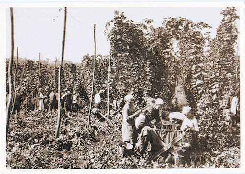 Kent hop picking - picking,