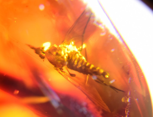 Rare insect dominican amber - rare,