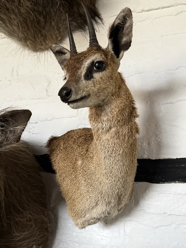 Gorgeous african klipspringer - gorgeous,
