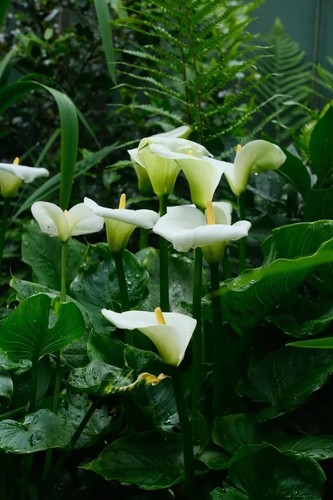 Arum lily rhinzome - arum,