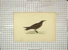 Original Old Antique Print Morris 1903 Hand Coloured Bird Noddy Ornithology