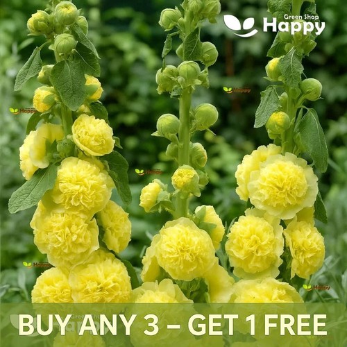 Hollyhock chaters double - chaters,