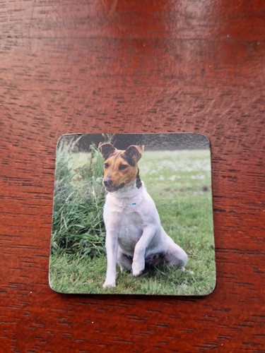 Jack russell terrier magnet - terrier,