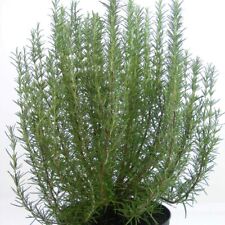 Rosemary Roman Beauty Hardy Herb 3 Litre Potted Garden Plants T&M