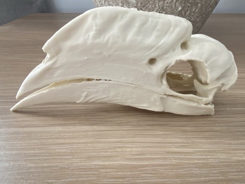 White thighed hornbill bird - white,