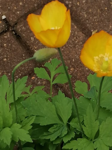 Welsh poppy hardy evergreen - welsh,