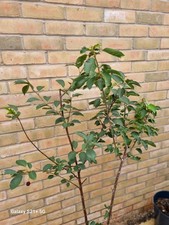 Duo Cherry Tree Plant Dwarf Patio stella & sunburst  15 litre Pot  3 years old