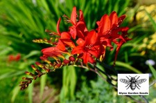 Crocosmia Lucifer Seeds