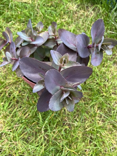 Sedum chocolate cherry - 2x,