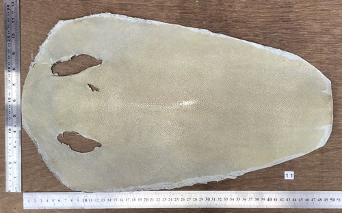 Genuine stingray shagreen skin - shagreen,