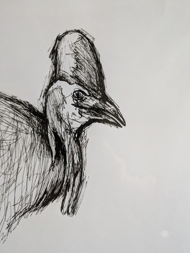 Cassowary bird portrait - bird,