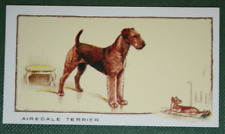 AIREDALE TERRIER  Vintage