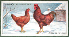 RHODE ISLAND RED    Chickens  Vintage 1915 Illustrated Card  DE09