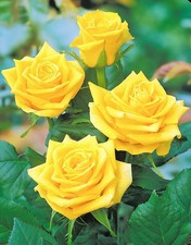 ROSE Dutch Gold - Fragrant