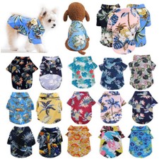 Pet Puppy Summer Hawaii Beach