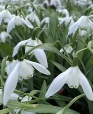 Galanthus lady beatrix stanley - galanthus,