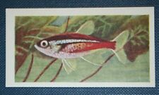 TETRA NEON    Tropical Aquarium Fish  Illustrated Card