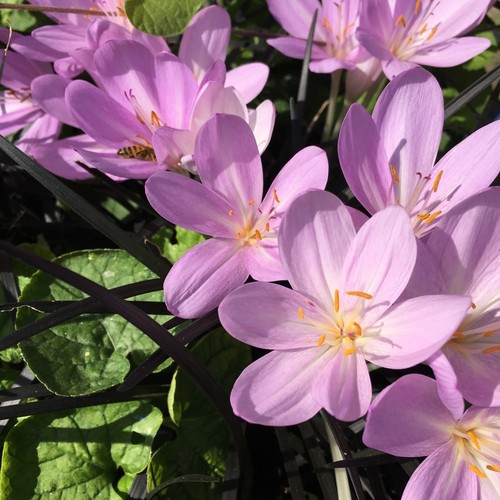 Five colchicum naked - five, 'naked